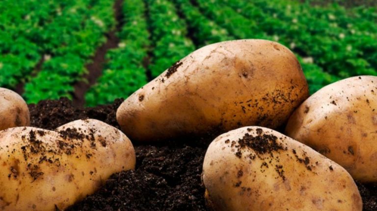 Se aprobó la comercialización de papas y trigo transgénicos 9 Se aprobó la comercialización de papas y trigo transgénicos