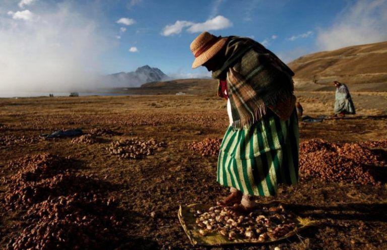 Cómo se hace para que una papa dure 20 años, el secreto de los Andes…