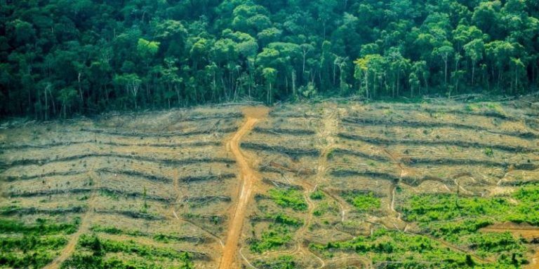 Las cinco zonas con mayor pérdida de bosque en la Amazonía 4 Las cinco zonas con mayor pérdida de bosque en la Amazonía