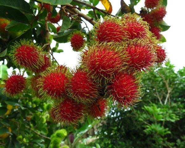 Beneficios y curiosidades del Rambután 2 rambutan árbol