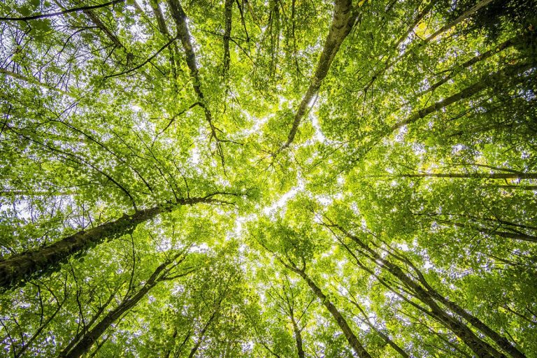 Actos extraordinarios para colaborar con el medioambiente