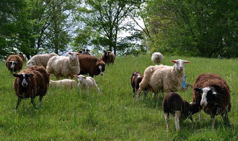 Silvopastura, el sistema que junta árboles productivos y animales 3 Silvopastura, el sistema que junta árboles productivos y animales
