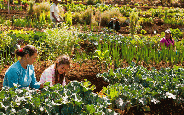 La dulce medicina de la agroecología para el amargo monocultivo fumigado 3 La dulce medicina de la agroecología para el amargo monocultivo fumigado