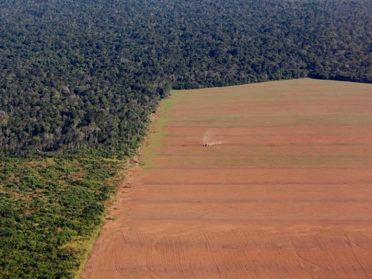 Carne y Soya: ¿Por qué todo el mundo es culpable de los incendios en el Amazonas? 2 Carne y Soya: ¿Por qué todo el mundo es culpable de los incendios en el Amazonas?