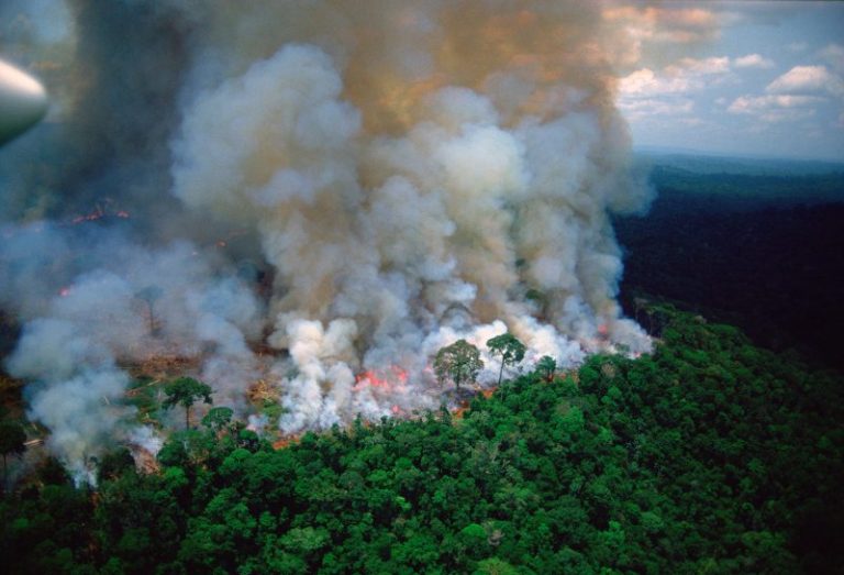 Alarmante: La selva amazónica se suma a los incendios forestales mundiales 3 Alarmante: La selva amazónica se suma a los incendios forestales mundiales
