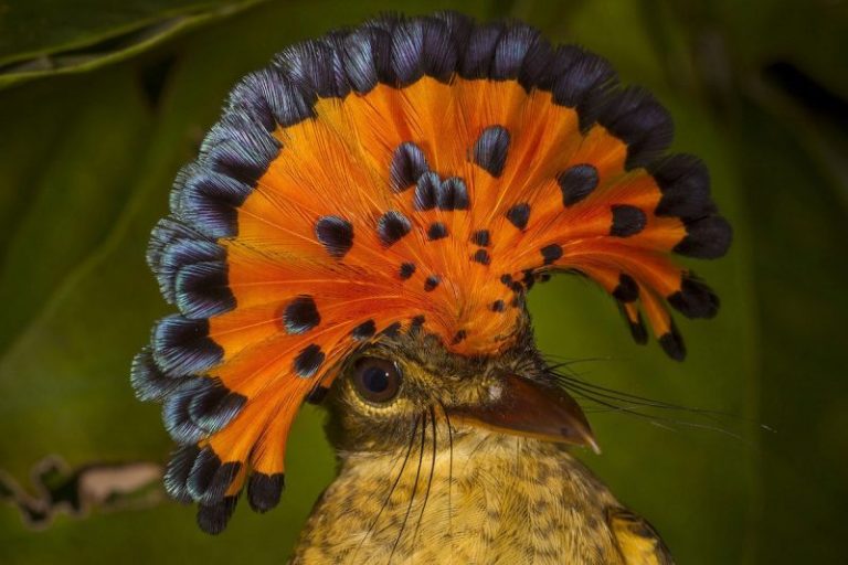 Desde 1970, la biodiversidad en los bosques ha disminuido 53%