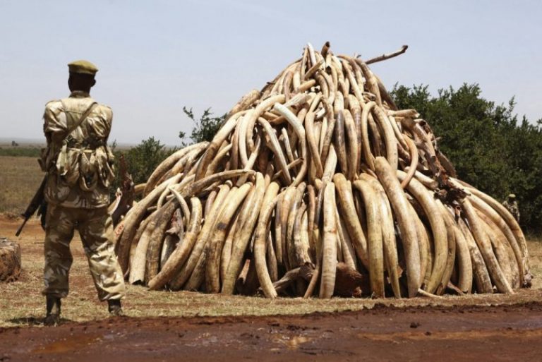 Muy triste: los elefantes se acercan a la extinción 6 Muy triste: los elefantes se acercan a la extinción