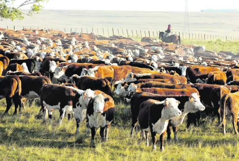 La ONU pide reducir el consumo de carne para frenar el cambio climático 6 La ONU pide reducir el consumo de carne para frenar el cambio climático
