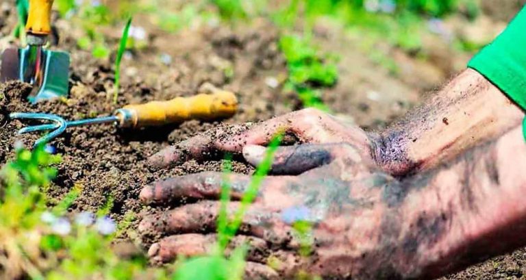 Huertoterapia: ¡Cultivando la curación a través de la siembra! 5 Huertoterapia: ¡Cultivando la curación a través de la siembra!