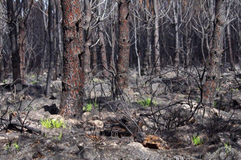 ¿Qué hacen las plantas después de un incendio forestal? 1 ¿Qué hacen las plantas después de un incendio forestal?