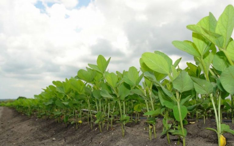 Continúa la siembra ilegal de soya transgénica en la península de Yucatán 4 Continúa la siembra ilegal de soya transgénica en la península de Yucatán