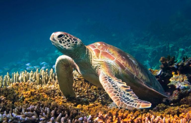 Las tortugas confunden el plástico con su comida y están muriendo 4 Las tortugas confunden el plástico con su comida y están muriendo
