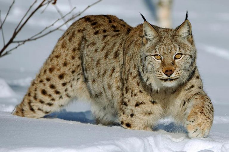 Linces balcánicos, en peligro crítico de extinción, pero con una pequeña oportunidad 6 Linces balcánicos, en peligro crítico de extinción, pero con una pequeña oportunidad
