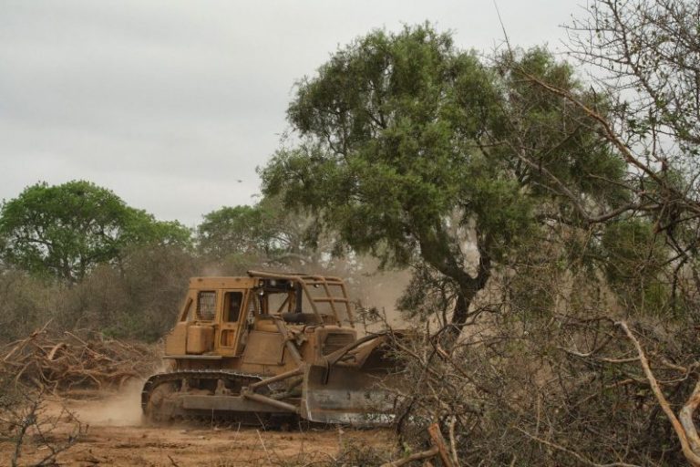 «Dentro de 60 años no va a quedar ni una hectárea de bosque»