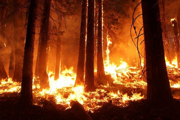 Los incendios en la Amazonía son un "verdadero apocalipsis", según un arzobispo brasileño 8 Los incendios en la Amazonía son un «verdadero apocalipsis», según un arzobispo brasileño