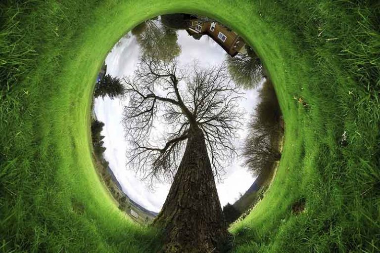 Los árboles “aprenden” a adaptarse al cambio climático