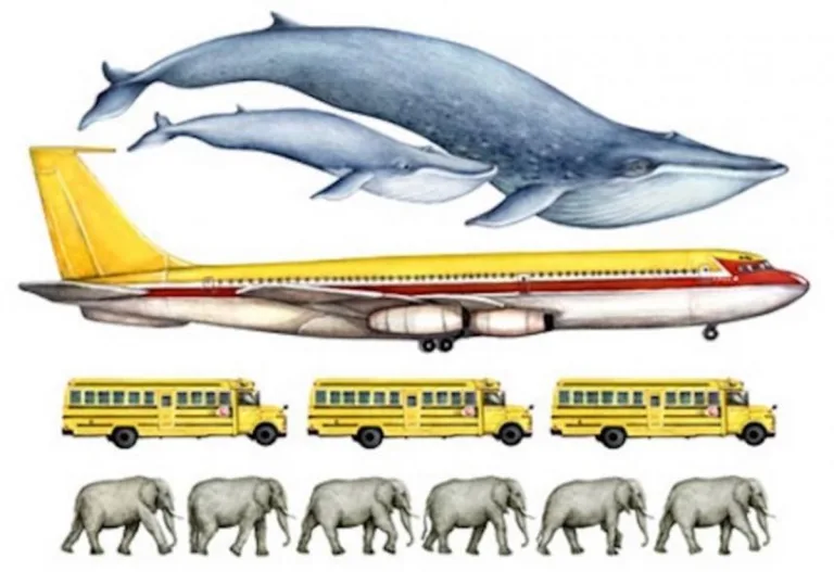 11 datos sobre la ballena azul, el animal más grande de la Tierra 5 11 datos sobre la ballena azul, el animal más grande de la Tierra