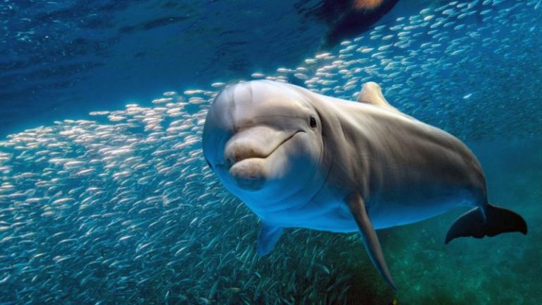 Son tan adorables los delfines...? 4 Son tan adorables los delfines…?