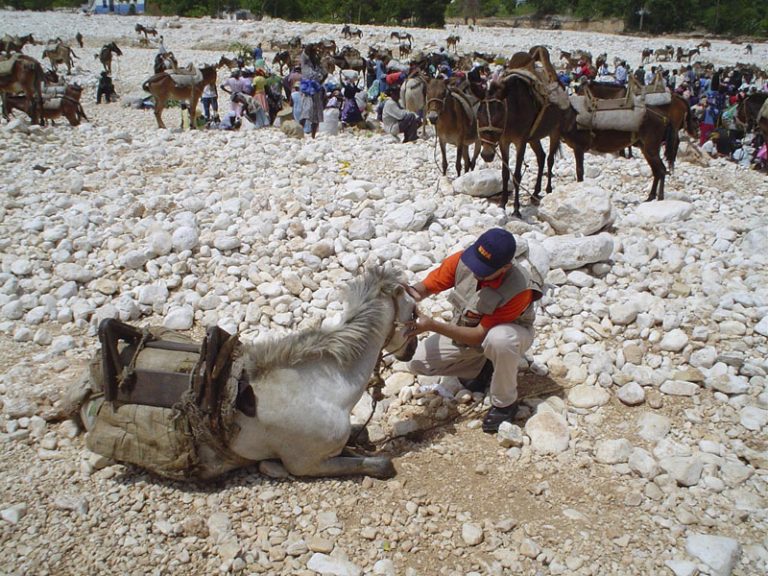 Celebramos 55 años de proteger a los animales en situaciones de desastres 1 Celebramos 55 años de proteger a los animales en situaciones de desastres
