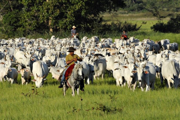 ¿Qué es lo mejor que puedes hacer por la Amazonia? Dejar de comer carne 4 ¿Qué es lo mejor que puedes hacer por la Amazonia? Dejar de comer carne