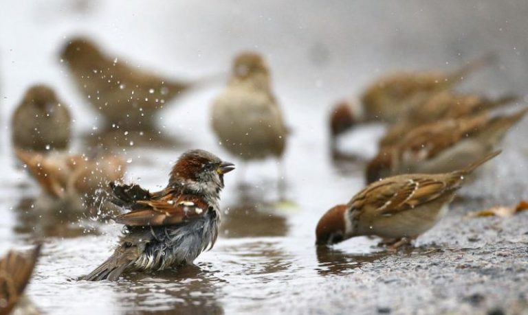 Los gorriones nos dan el alerta, están desapareciendo por la contaminación de las ciudades