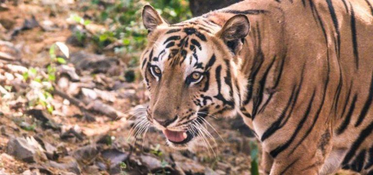 Murió el último tigre salvaje de Camboya 5 Murió el último tigre salvaje de Camboya