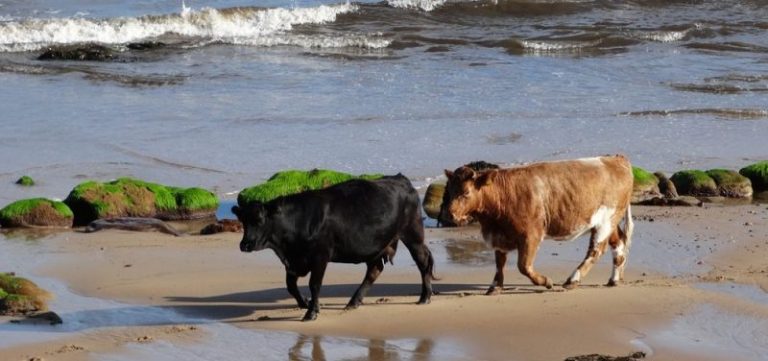 Vacas alimentadas con algas, para reducir el metano