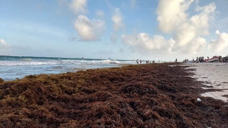 Sargazo, el alga tóxica que amenaza el Golfo de México 6 Sargazo, el alga tóxica que amenaza el Golfo de México