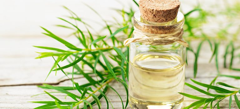 Cómo usar el aceite de árbol de té para el acné (receta) 1 Cómo usar el aceite de árbol de té para el acné (receta)