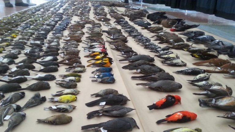 EE.UU. y Canadá han perdido 29% de las aves 5 EE.UU. y Canadá han perdido 29% de las aves