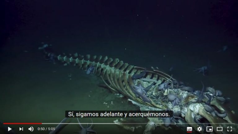 Video en vivo. Esqueleto de ballena comido por cientos de animales 7 Video en vivo. Esqueleto de ballena comido por cientos de animales