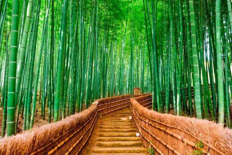 La historia japonesa del bambú que nos enseña a superar la adversidad de la vida 10 La historia japonesa del bambú que nos enseña a superar la adversidad de la vida