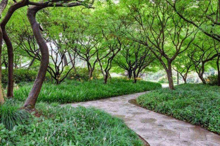 Ante el cambio climático la ONU propone crear bosques urbanos