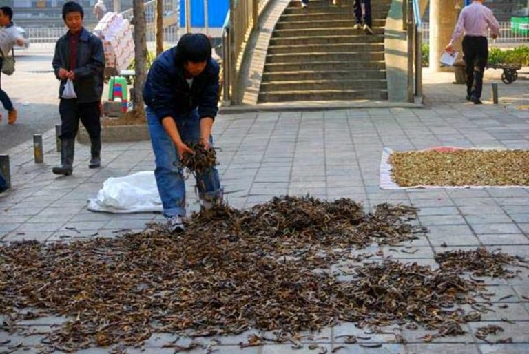 La triste masacre de caballitos de mar, de la que nadie habla 6 La triste masacre de caballitos de mar, de la que nadie habla