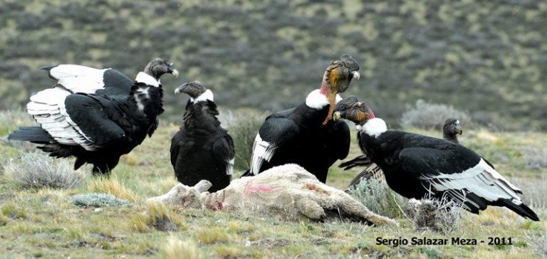 Encuentran 6 cóndores andinos muertos tras consumir agrotóxicos 5 Encuentran 6 cóndores andinos muertos tras consumir agrotóxicos