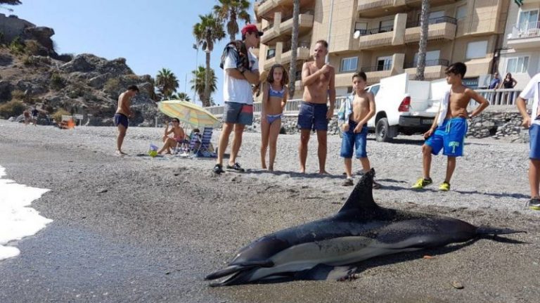 En el Mediterráneo se propaga un virus letal para los delfines 6 En el Mediterráneo se propaga un virus letal para los delfines