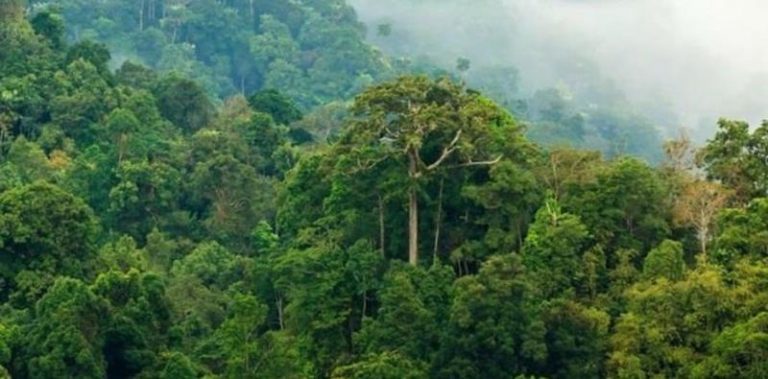 El árbol más alto de la Amazonía, sobrevivió a los incendios 7 El árbol más alto de la Amazonía, sobrevivió a los incendios