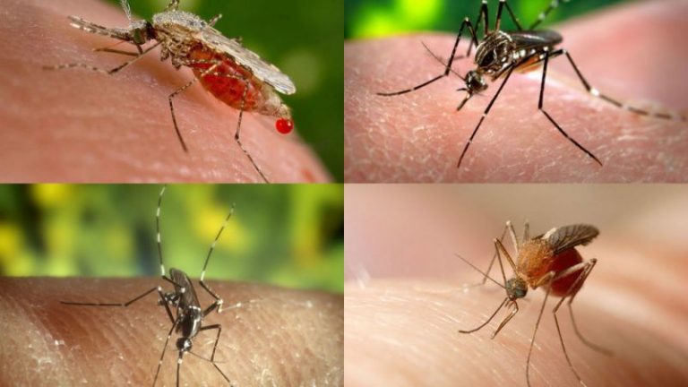 Los mosquitos propagan más enfermedades mortales, por el cambio climático 2 Los mosquitos propagan más enfermedades mortales, por el cambio climático