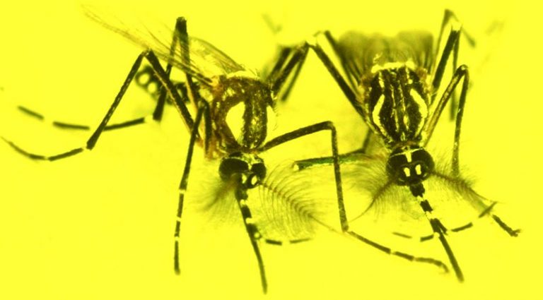 Mosquitos transgénicos sin control 8 Mosquitos transgénicos sin control