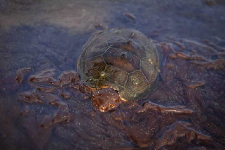 Manchas de petróleo ya afectan a más de 100 playas de Brasil 7 Manchas de petróleo ya afectan a más de 100 playas de Brasil