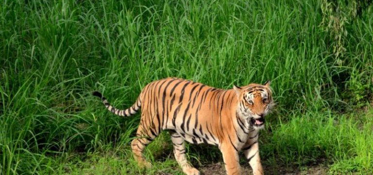 Los aldeanos ayudan a salvar a los tigres salvajes en Nepal 4 Los aldeanos ayudan a salvar a los tigres salvajes en Nepal