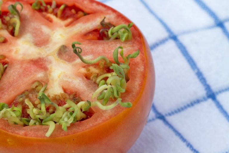 Vivipario: Frutas que parecen mutantes, pero no lo son 7 Vivipario: Frutas que parecen mutantes, pero no lo son