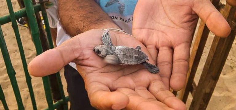 La gente de Odisha deja de comer huevos de tortugas marinas, para salvarlas