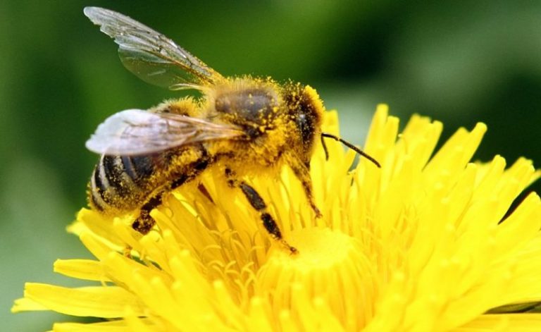 La protección de las abejas debería ser una prioridad mundial 6 La protección de las abejas debería ser una prioridad mundial