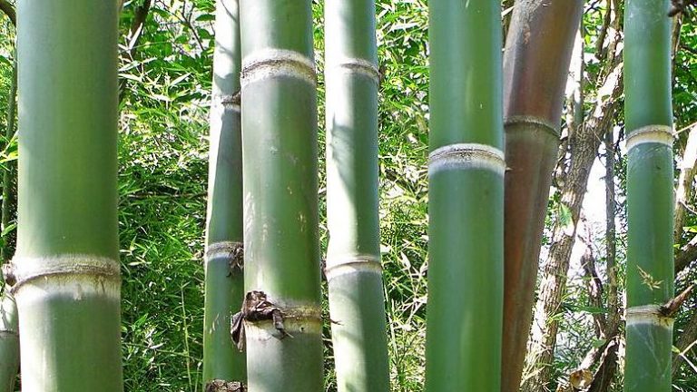 Usan carbón de bambú para descontaminar aguas con arsénico 10 Usan carbón de bambú para descontaminar aguas con arsénico