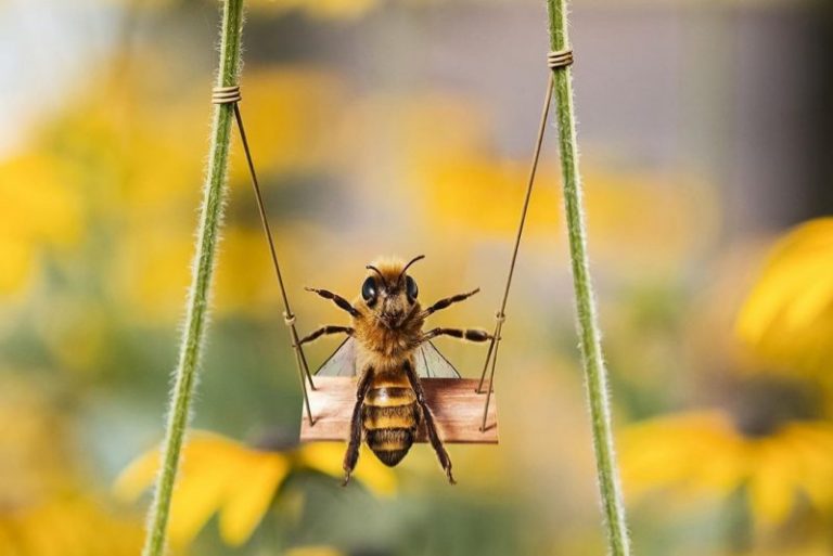 Bee, la primera abeja influencer en Instagram 4 Bee, la primera abeja influencer en Instagram