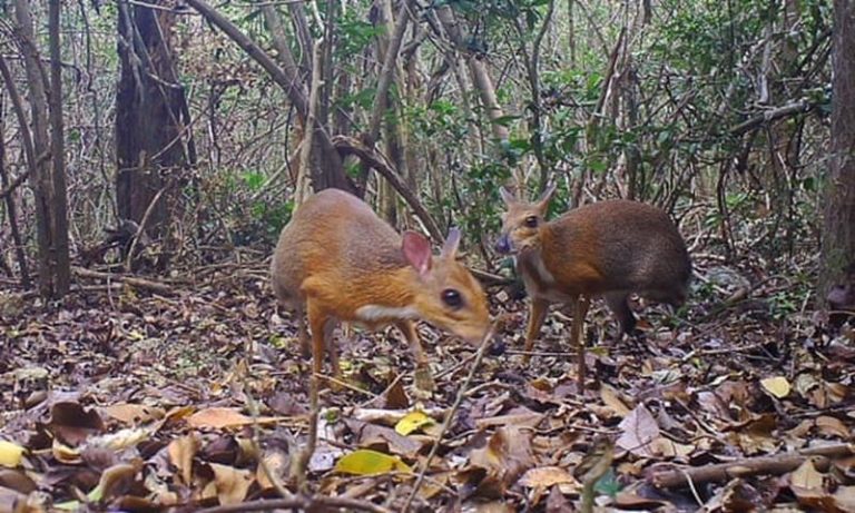 Logran filmar una especie de ciervo ratón luego de 30 años 8 Logran filmar una especie de ciervo ratón luego de 30 años