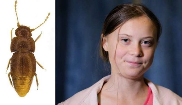 Museo bautiza a un escarabajo “Greta Thunberg”, en honor a la activista 5 Museo bautiza a un escarabajo “Greta Thunberg”, en honor a la activista