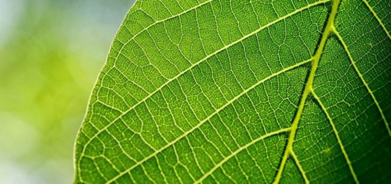 Una nueva hoja artificial podría ayudarnos a combatir el cambio climático 9 Una nueva hoja artificial podría ayudarnos a combatir el cambio climático