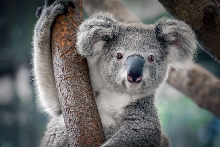 El Koala, próximo a desaparecer de la Tierra 7 El Koala, próximo a desaparecer de la Tierra